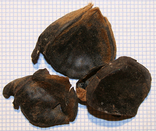 Chestnut Fea. 30 351